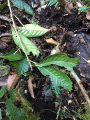 Lithocarpus kawakamii