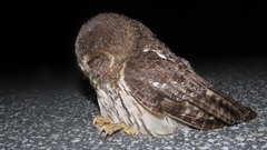 Strix virgata