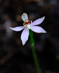 Caladenia variegata