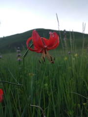 Lilium pumilum