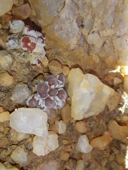 Conophytum stephanii