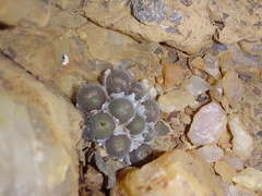 Conophytum stephanii