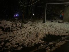 Oryctolagus cuniculus