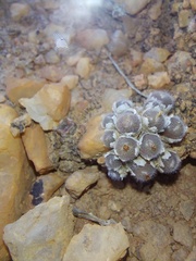 Conophytum stephanii