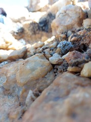 Conophytum stephanii