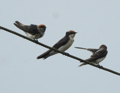 Petrochelidon fluvicola