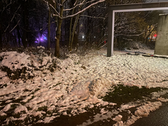 Oryctolagus cuniculus