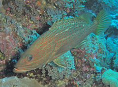 Anyperodon leucogrammicus