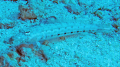 Parapercis clathrata