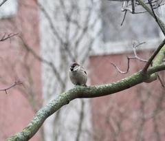 Passer domesticus