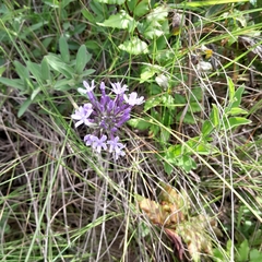 Pentanisia prunelloides