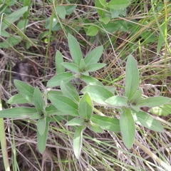 Pentanisia prunelloides