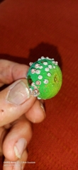 Ceroplastes rusci