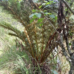 Cyathea dregei