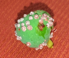 Ceroplastes rusci