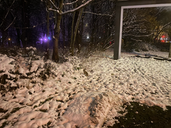 Oryctolagus cuniculus