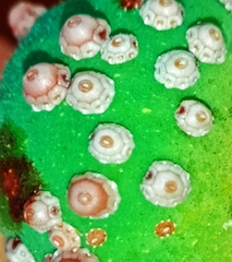 Ceroplastes rusci