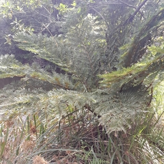 Cyathea dregei