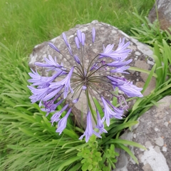 Agapanthus campanulatus