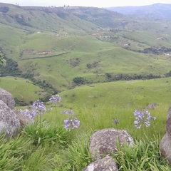 Agapanthus campanulatus
