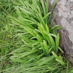 Agapanthus campanulatus