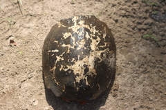 Melanochelys trijuga