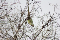 Psittacula eupatria