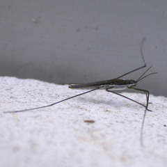 Aquarius paludum paludum