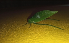 Stilpnochlora