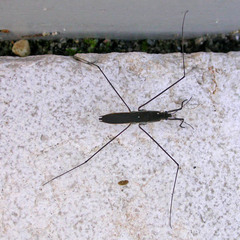 Aquarius paludum paludum