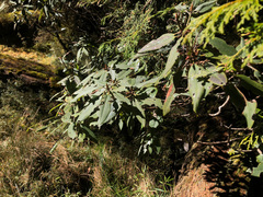 Rhododendron pseudochrysanthum