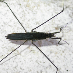 Aquarius paludum paludum