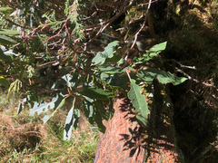 Rhododendron pseudochrysanthum