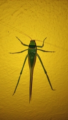 Stilpnochlora