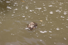Melanochelys trijuga