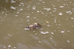 Melanochelys trijuga