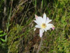 Knowltonia tenuifolia