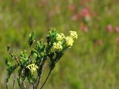 Gnidia oppositifolia