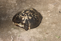 Melanochelys trijuga