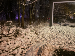 Oryctolagus cuniculus