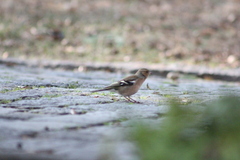 Fringilla coelebs