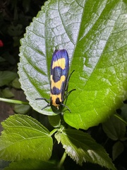 Chrysaeglia magnifica