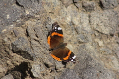 Vanessa atalanta
