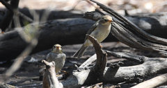 Melithreptus brevirostris