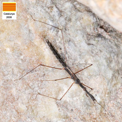 Hydrometra stagnorum