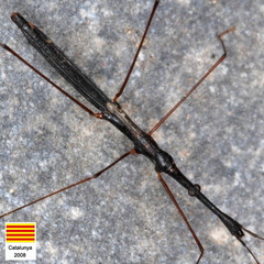 Hydrometra stagnorum