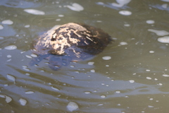 Melanochelys trijuga
