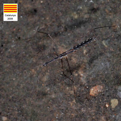 Hydrometra stagnorum