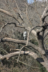 Ardea cinerea
