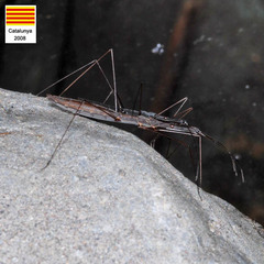 Hydrometra stagnorum